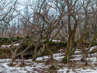 Island 2014-014